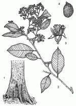 Image result for Parinari excelsa