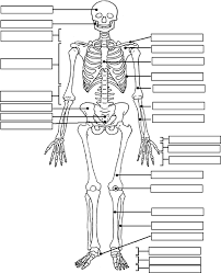 The bones are a solid structure made up of calcium phosphate and collagen. Skeleton Label