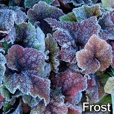 Image result for Blotiella crenata