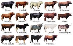 Brahman cattle may vary in color depending on the goals of the cattlemen who breed them, but their genetic purity does not. Using Diverse U S Beef Cattle Genomes To F1000research