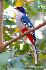 Pin By Serafettin Pektas On Anes De Colores In 2020 Beautiful Birds Animals Beautiful Nature Birds