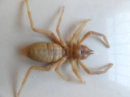 They are in the family solifugae and are very fond of shade. Https Www Alliedacademies Org Articles A Preliminary Study On Fauna Of Medical Important Solpugid 40chelicerata Arachnida Solifugae In Kashan City Central Iran Pdf