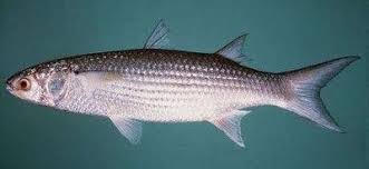 سمك السهلية وطريقة الاستزراع وطرق طهيها بالتفصيل fish food