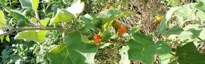 Image result for Solanum anguivi