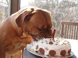 Fun Things To Do On Your Dog S Birthday How To Bake A Healthy Dog Birthday Cake Dog Birthday Cake Dog Cake Recipes Dog Cakes