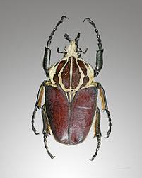 Autant dire que la progéniture est prometteuse… d'autres phasmes géants ici. Records Biometriques Chez Les Insectes Wikipedia