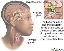 The thyroid gland is located at the front of the neck just below the adam's apple (larynx). Hypothyroidism Medlineplus Medical Encyclopedia