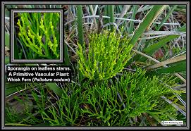 Image result for Psilotrichum sericeum