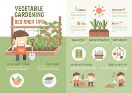 Infographic How To Grow Vegetable Beginner Tips Growing Vegetables Gardening Infographic Infographic
