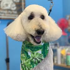 Evi and Luna #wagsmytail #tucsondoggrooming #doggrooming #jamieatwagsmytail