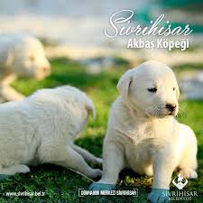 Sivrihisar Akbas Coban Kopegi Sivrihisar Kultur Ve Haber Portali