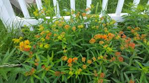 I have put amazement in the hearts of many by having them take a sniff. Saw Someone Else S Milkweed Post And Had To Share My Butterfly Milkweed This Is Year Two After Transplant In Zone 7a Gardening