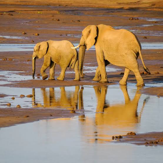 Elephant Safari Kenya: Where to See Wild Elephants - Kenya Safari Tours & Masai Mara Packages | Leopard Paw Safaris