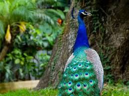 Beautiful Peacocks Beautiful Peacock Wallpaper Peacock Wallpaper Wallpaper Pictures Peacock Images