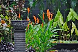 Tabu Tropical Paradise In Cairns Queensland Tropical Garden Design Tropical Landscaping Tropical Garden