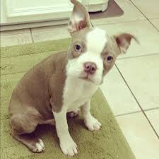 We did not find results for: Sweet Lilac And White Boston Terrier Lemmy Just Love The Color Boston Terrier Boston Terrier Pug Boston Terrier Love