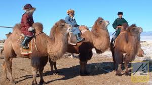 Francisco r.'s rating of the film the story of the weeping camel. The True Story Of The Weeping Camel