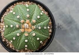 Image result for Thesium asterias