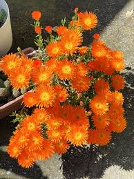Image result for Lampranthus spp.