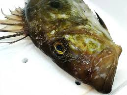 E' ricercato per le sue carni pregiate e saporite e caratteristiche nutritive. San Pietro Pescato Sardegna 24fish