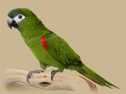 Never Found Macaw Parrot Bird Benfleet Essex United Kingdom L25118 Parrot Bird Macaw Parrot