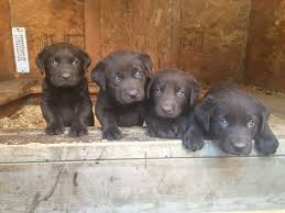 Enter your email address to receive alerts when we have new listings available for chocolate lab puppies for sale. Labrador Retriever Puppies For Sale Granville Oh 195828