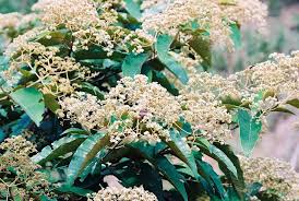 Image result for Harungana madagascariensis