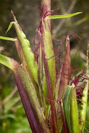 Check spelling or type a new query. How To Grow Sweet Corn At Home Gardener S Path