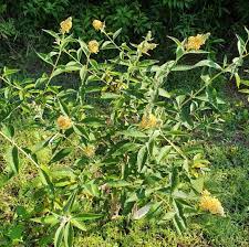 Sommerflieder  Schmetterlingsstrauch Sungold - Buddleja weyeriana  Sungold - Baumschule Horstmann