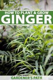 how to plant and grow ginger in your home garden