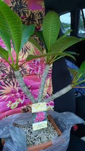 1.) i'm majorly so proud of him to be the very first youtuber to be on the show 2.) i'm curious to see how jack will react when he sees a spider. Jungle Jack S Plumerias At Home Depot Lowes 2015