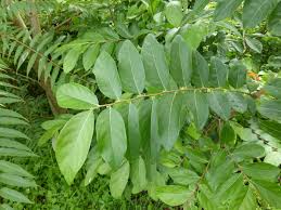 Image result for Phyllanthus engleri