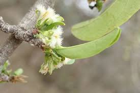 Image result for Ximenia afra