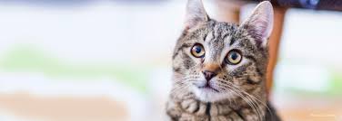 Please check out our available cats below and if one catches your eye, include his or her name in your cat adoption survey. Home Brooklyn Animal Action