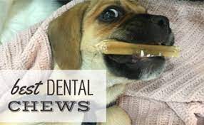 Even though your baby's primary teeth fall o. Best Dental Chews For Dogs Teeth Cleaning Treats For Bad Breath Are Greenies Good For Dogs Caninejournal Com