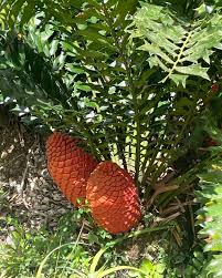 Image result for Encephalartos ferox