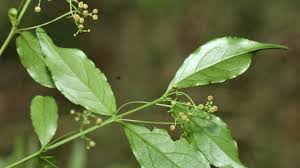 Image result for Crossopetalum mossambicense