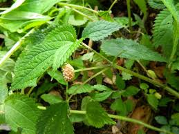 Image result for Lecanthus peduncularis