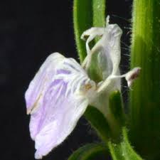 Image result for Pogonospermum ciliatum