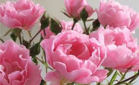 Tidak semua mawar mengungkapkan tanda cinta atau sebuah asmara, buktinya mawar kuning melambangkan arti persahabatan. Baru 21 Ciri Ciri Bunga Mawar Dalam Bahasa Inggris