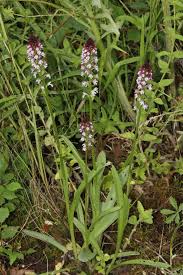 Image result for Solenangis conica