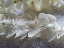 We did not find results for: Pin On Leis