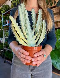 Image result for Euphorbia whyteana