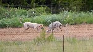 Here are some tips on finding greyhound sheets like when you find a greyhound product that you may want, click on the. Illegal Training Draws Ban For Two Owners Of Greyhounds Raced In Iowa