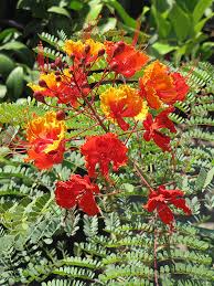 Image result for Caesalpinia