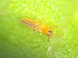 Tiny black bug is not a very good description, but it is very likely those little black bugs are bed bugs. Thrips And Other Possibly Imaginary Pains 6legs2many