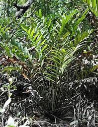 Image result for Parkeriaceae