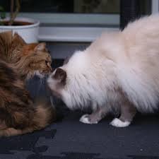 Snif Snif Fluffycat Fluffycats Cats Birman Blueeyes Catsagram Cat Of The Day Cat Cat Of Day Chat Sevimli Kediler Yavru Kediler Resim