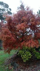 The needles on dawn redwood are opposite, meaning they are positioned directly across from each other on the stem, while bald cypress needles are alternate (staggered). The Swamp Cypress And The Dawn Red Dragon Nursery Facebook