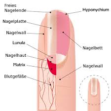 The main points of his doctrine were: Schulungsunterlagen Basis Seminar Gel Theorie Pdf Free Download